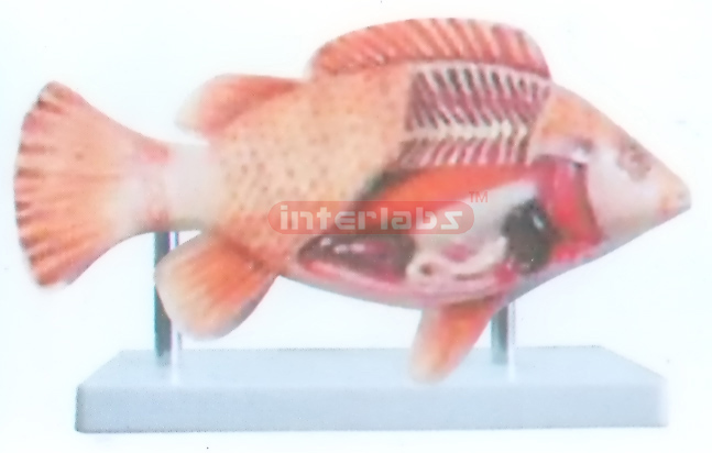 FISH HALF ANATOMICAL MODEL WITH BASE